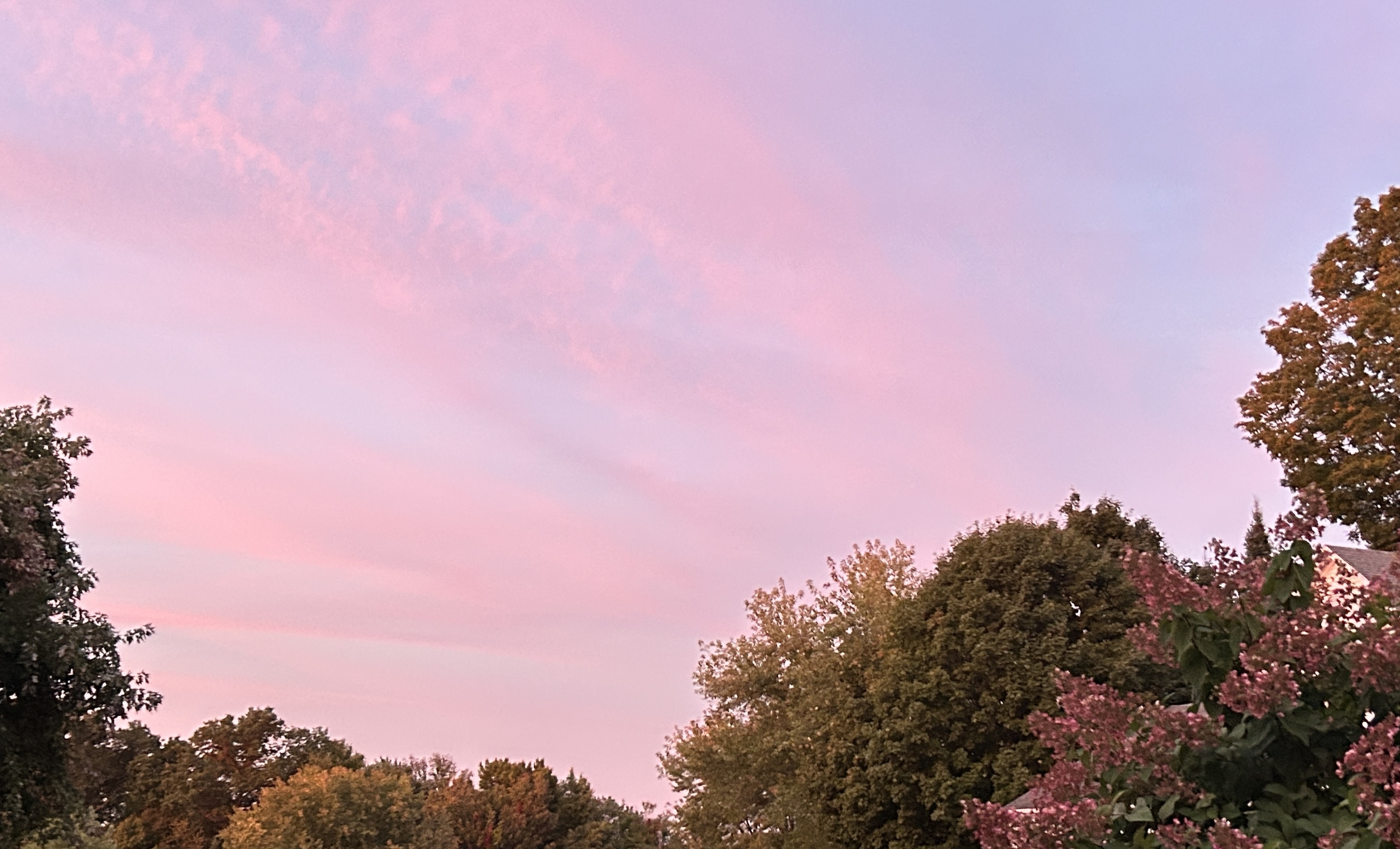 Pink evening sky above tree line